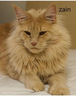 Wunderschöne Maine-Coon-Kätzchen.