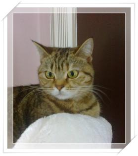 Zauberhafte BKH Polarbärchen