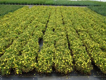 Bodendecker ab 0, 99 Euro - Cotoneaster, Vinca, Pachysandra, Efeu, diverse Staud