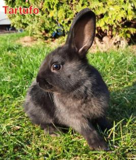 Hasenbabys 1, 5 Monate - Tierhilfe-Franken D.V.