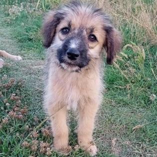 Toffee - kleine aufgeweckte und liebe Maus