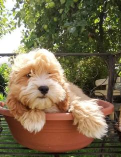 Zauberhafte Schlappohren im nicht haarendem Fellkleidchen COCKAPOO&COCKERDOODLE