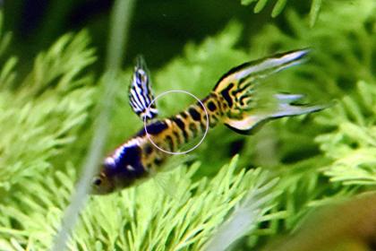 Tiger Endler, reinerbig, RARITÄT, Aktion (Versand/ Abholung)