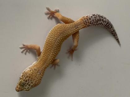 2.0 Blood het Raptor & Raptor het Diablo Blanco Enz 21 Leopardgecko Männchen aus
