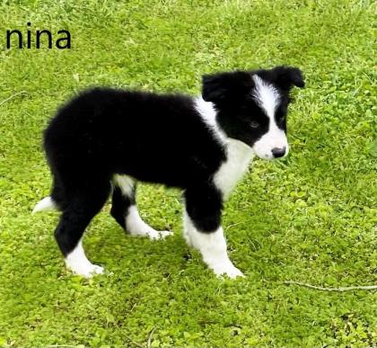 Selbstreinigende Border Collie Welpen sind einzigartig - sie suchen ein neues Zu