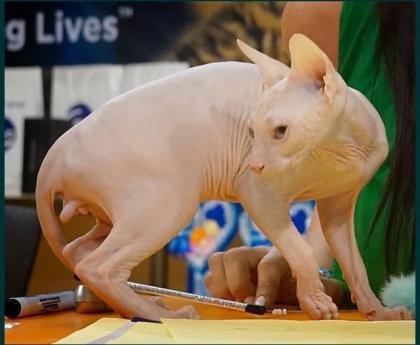 Reinrassige Don Sphynx-Kitten mit Stammbaum und Champion Titeln
