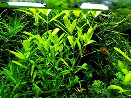 Mexikanisches Eichblatt, Bündel, AKTION! (Versand/ Abholung)