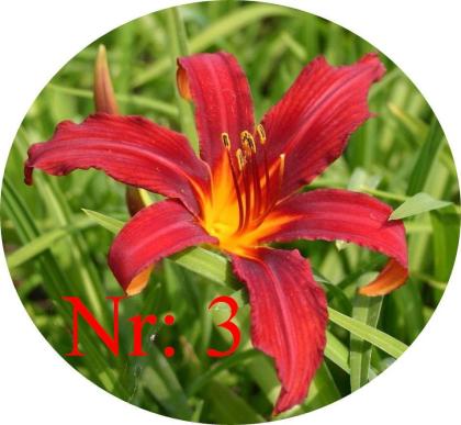 Biete: verschiedene Taglilien-Arten Blumen.