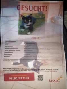 Kater Mogli seit 02.04.19. Vermisst.