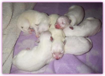 Weiße Mittelspitzwelpen