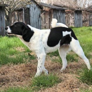 Zaza - nicht ganz so schüchtern wie Zozo