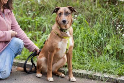 NSCHOTSCHI - Malinois-Aussi-Mix - 7 Monate - Tierhilfe-Franken e.V.