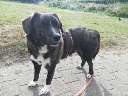 Sinefa sucht ein passendes zuhause-Pflegestelle gefunden