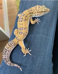 1.0 Tangerine het Raptor Leopardgecko Männchen Enz 21