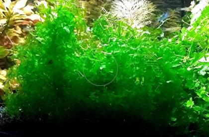 Süsswassertang, Aquarienpflanzen, Aktion, Versand