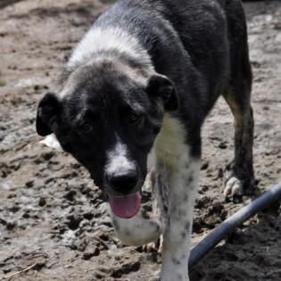 Elias - sucht ein hundeerfahrenes Zuhause