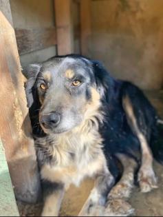 Bonnie sucht eine Familie