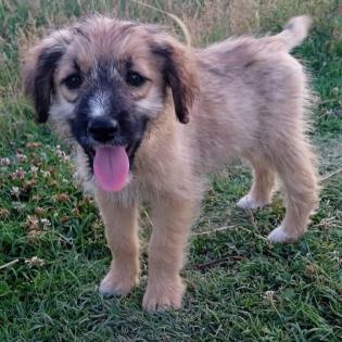 Toffee - kleine aufgeweckte und liebe Maus