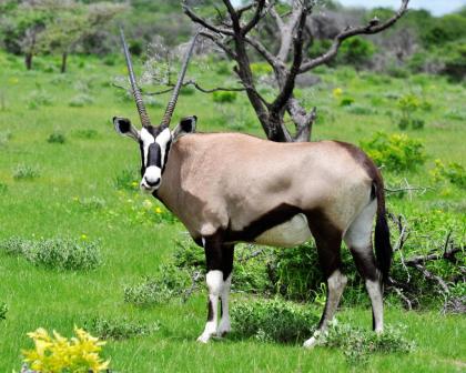 Namibia 2021/ 22 im Mietwagen oder als geführte Kleingruppenreise