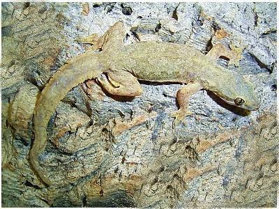 Hausgeckos Stück 7€