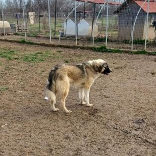 Darla - sucht ein Zuhause ohne kleine Kinder