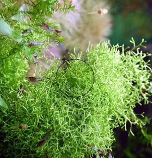 Sternlebermoos, Aquarienpflanzen (Versand/ Abholung)