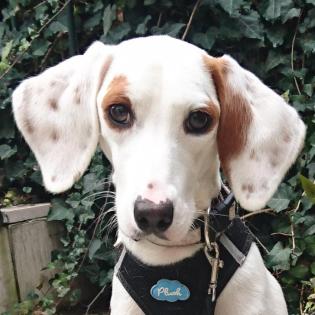 GALA - Mischling - 10 Monate - Tierhilfe-Franken e.V.