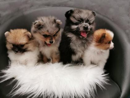 Pomeranianwelpen black-tan, gescheckt, 