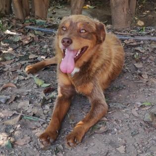 Menios - trotz seinem Bruch fit