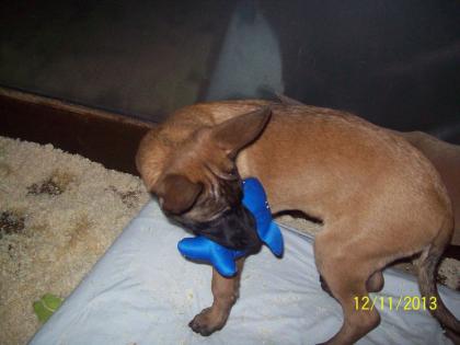 Reinrassige Malinois Welpen, Belgische Schäferhunde