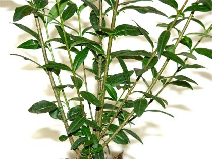 Ligusterhecke/Liguster  50-80cm groß, Freilandware