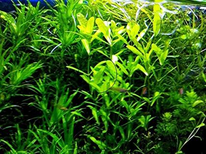 Mexikanisches Eichblatt, Bündel, AKTION! (Versand/ Abholung)