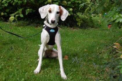 GALA - Mischling - 10 Monate - Tierhilfe-Franken e.V.