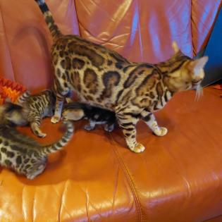 Bengalkitten ab Anfang April abzugeben