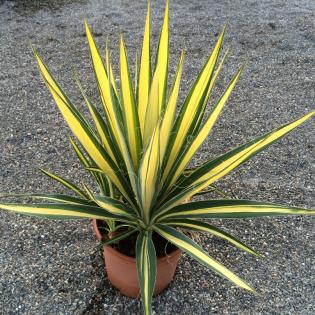 Agave winterhart, Yucca winterhart, Palme winterhart