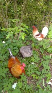 Grünleger Hähne wunderschön , sehr lieb und zutraulich