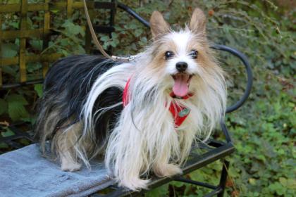 SWEET MOGLI - Biewer Yorkshire - 9 Jahre - Tierhilfe-Franken e.V.