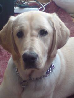 Labrador Redriver Hündin