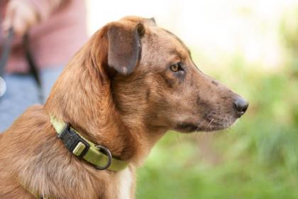 NSCHOTSCHI - Malinois-Aussi-Mix - 7 Monate - Tierhilfe-Franken e.V.