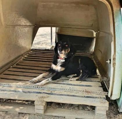 Bonnie sucht eine Familie