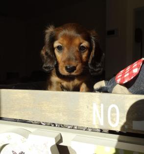 Zauberhafte Zwerg u. Kaninchenlanghaardackel Welpen