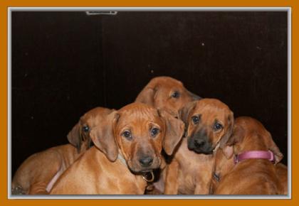 4 Rhodesian Ridgeback Mädels suchen...