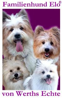 Familienhund Elo® - Welpen von Werths Echte Ende 2021.