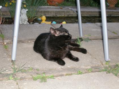 Schwarzer Kater zugelaufen