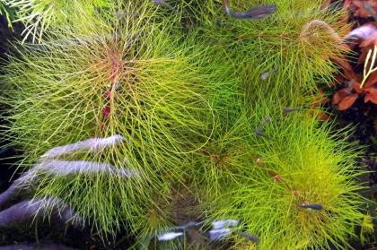 Austr. Sumpffreund (Browns), Bündel (Versand/ Abholung)