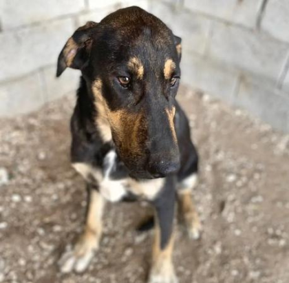 Kimon sucht ein passendes Zuhause