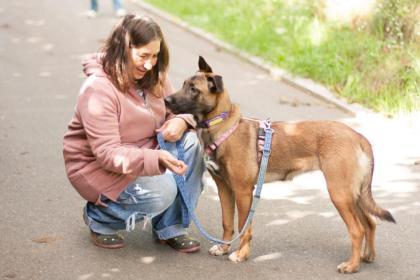 APACHI - Malinois-Aussi-Mix - 7 Monate - Tierhilfe-Franken e.V.