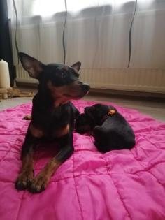 2 Pinscher Jungen