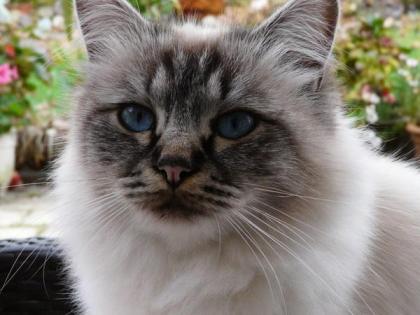 Heilige Birma Katze sucht neues Zuhause