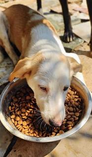 Silas sucht ein passendes Zuhause